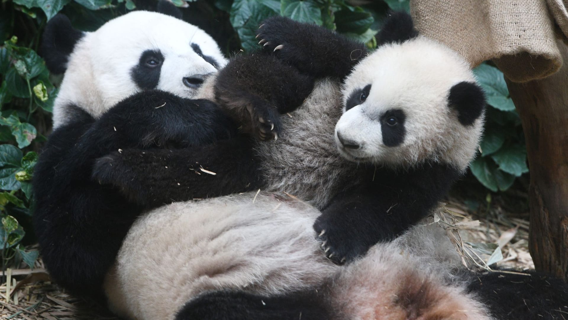 Pandas in Singapur Pandas in Singapur