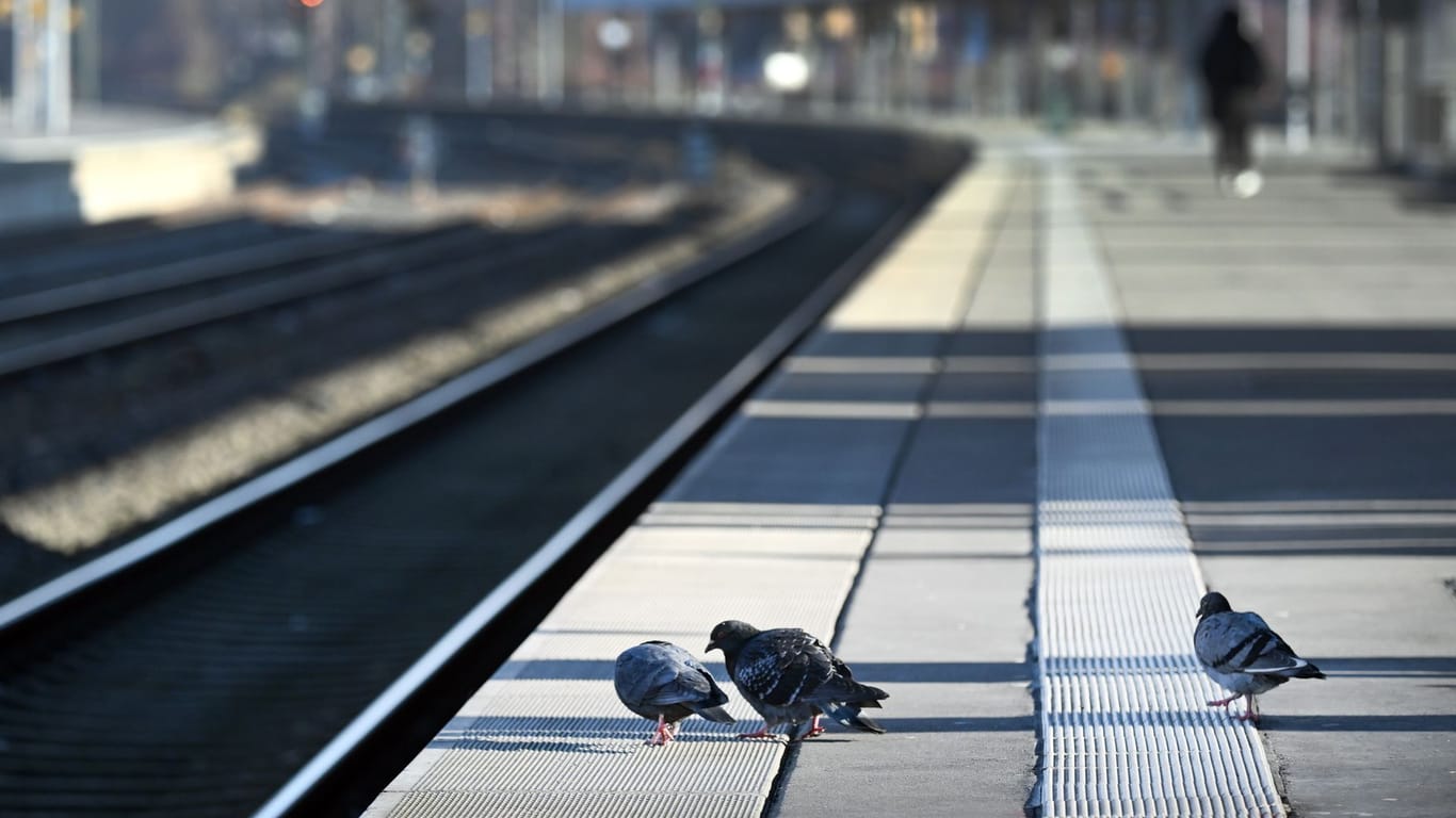 Tauben sitzen auf einem Bahnsteig (Symbolfoto): Für Bahnreisende in Niedersachsen gibt es erfreuliche Nachrichten.