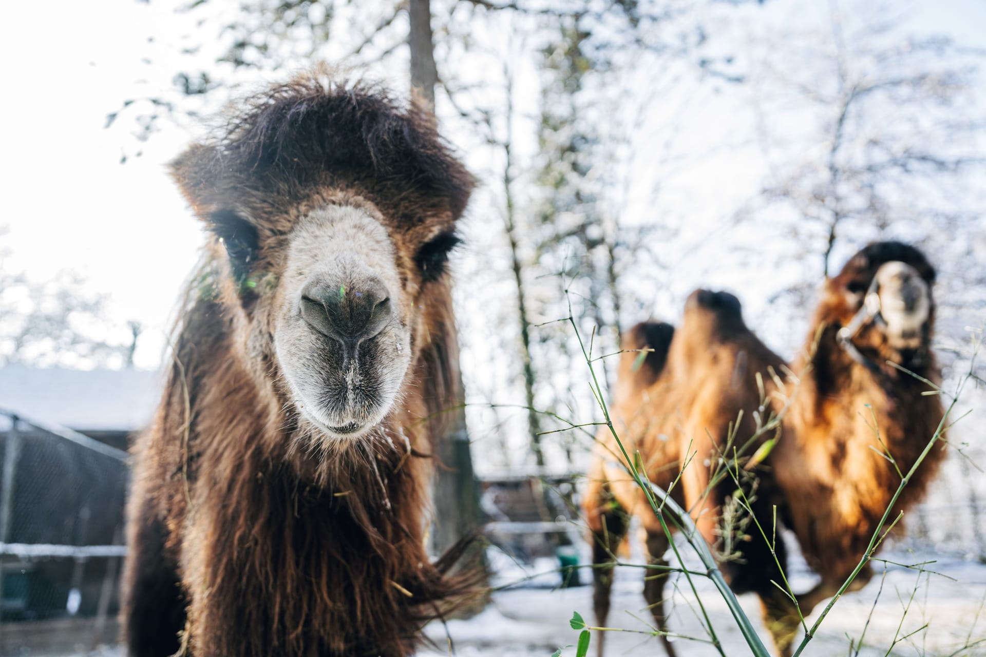 Zwei Trampeltier-Stuten (Archivbild): Sie und weiter Tiere können Kinder am Fasching kostenlos besuchen.