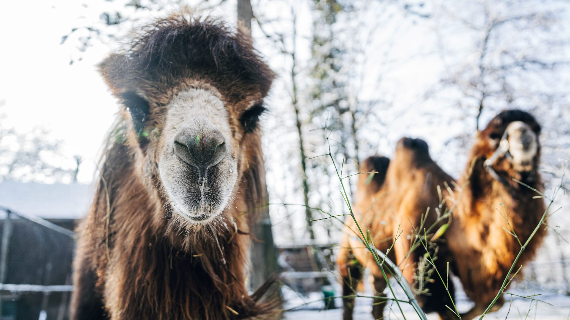 Der skeptische Blick täuscht: Die zwei neuen Trampeltier-Stuten leben bereits seit einigen Wochen im Tierpark Hellabrunn.