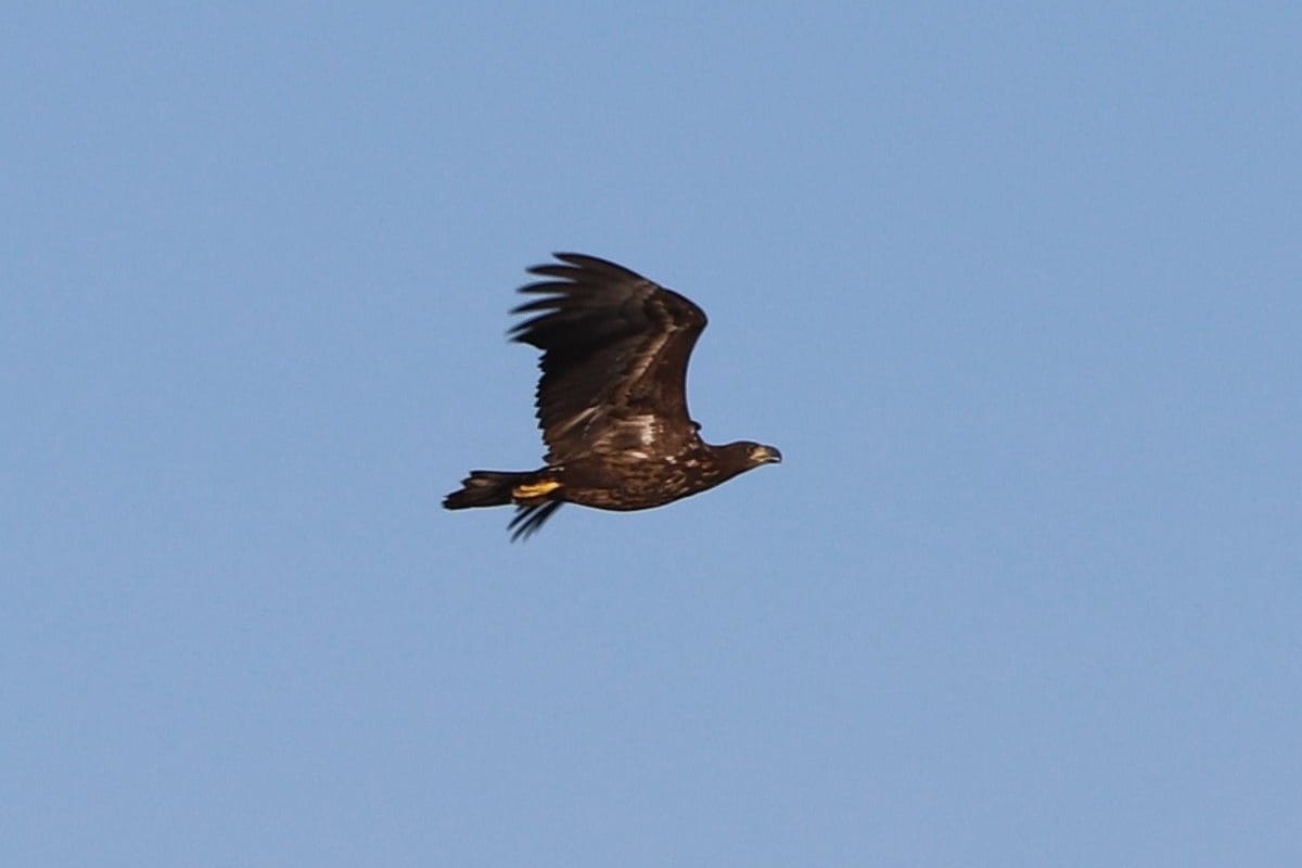 Dieser Seeadler ist Max Hunger im Kreis Oldenburg vor die Linse gekommen.