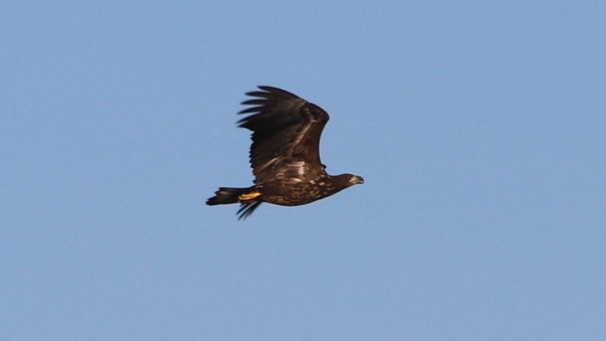 Dieser Seeadler ist Max Hunger im Kreis Oldenburg vor die Linse gekommen.