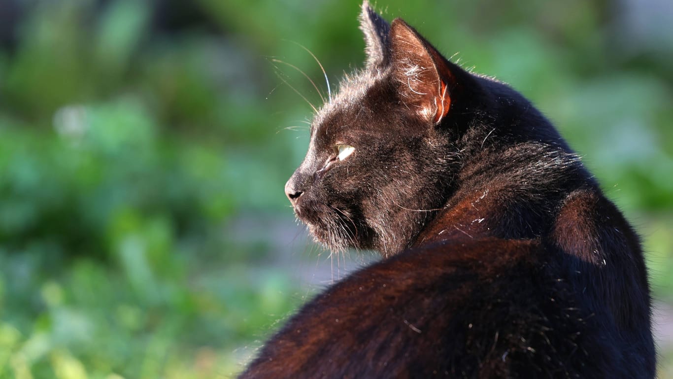 Eine schwarze Hauskatze (Symbolbild): In Langenhagen wurde ein Kater an der Einfahrt zum Tierheim ausgesetzt.