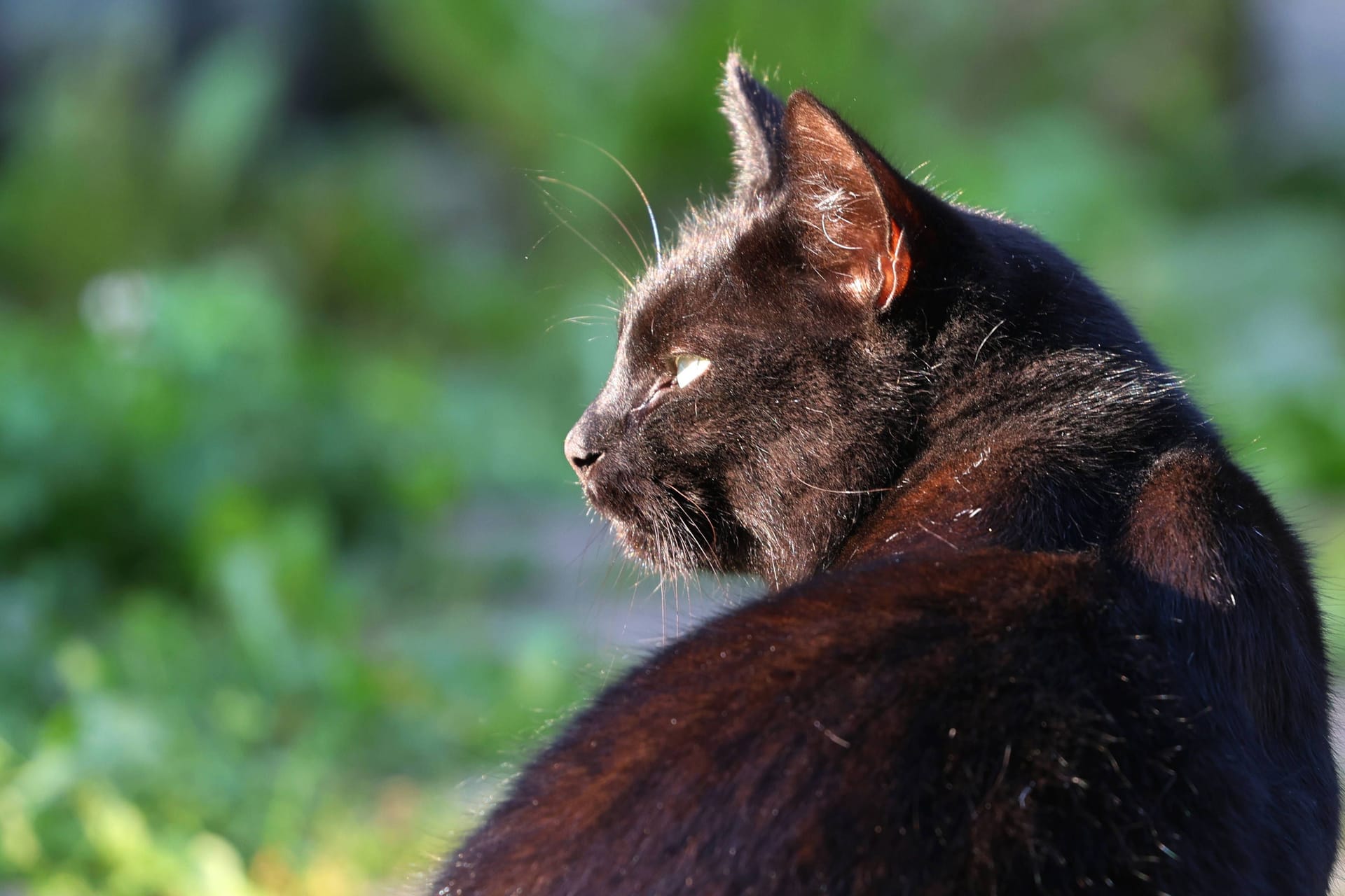 Eine schwarze Hauskatze (Symbolbild): In Langenhagen wurde ein Kater an der Einfahrt zum Tierheim ausgesetzt.