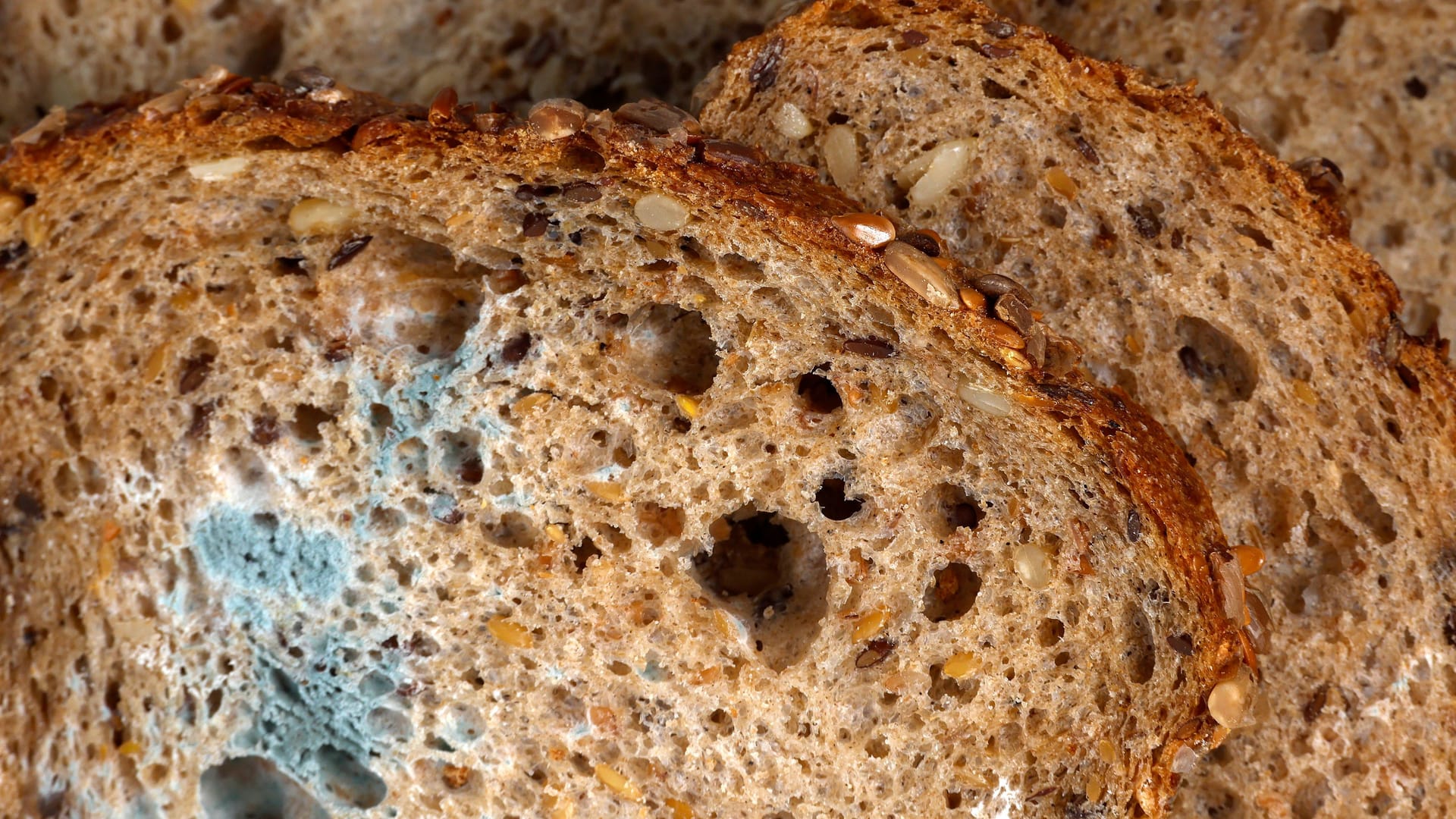 Mehrere verschimmelte Vollkornbrotscheiben Mehrere verschimmelte Vollkornbrotscheiben
