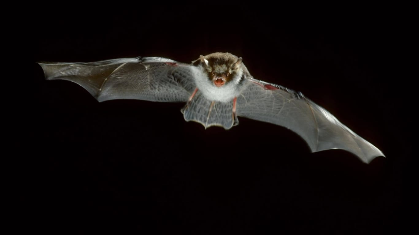 Besser für Fledermäuse: Rotes Licht erleichtert den Tieren die Orientierung und den Beutefang.