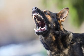 Ein aggressiver Hund (Symbolbild): Die Einsatzkräfte hatten keine andere Wahl, als das Tier zu töten.
