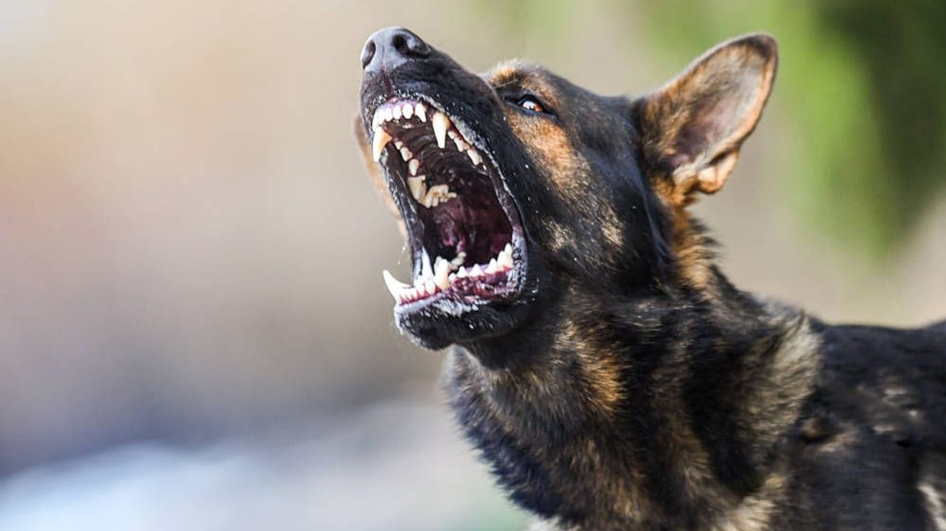 Ein aggressiver Hund (Symbolbild): Die Einsatzkräfte hatten keine andere Wahl, als das Tier zu töten.