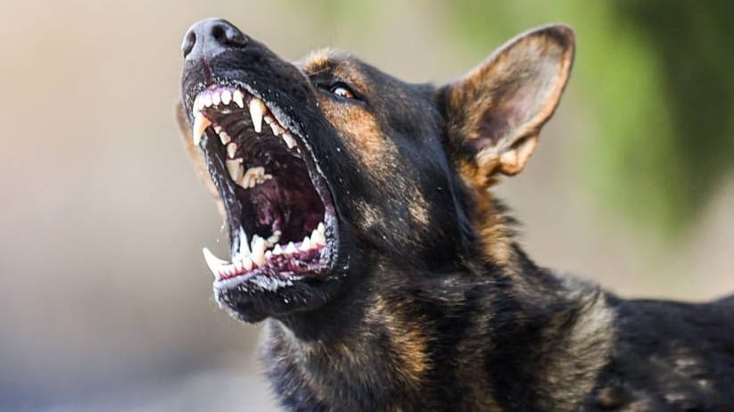 Ein aggressiver Hund (Symbolbild): Die Einsatzkräfte hatten keine andere Wahl, als das Tier zu töten.