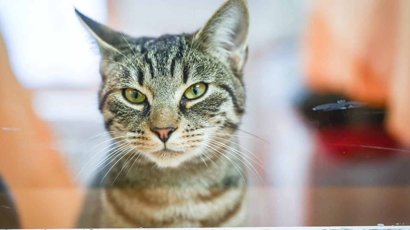 Eine Katze schaut aus seinem Katzenzimmer im Tierheim (Symbolbild): In Köln konnten die Ärzte das Leben einer Fundkatze retten.