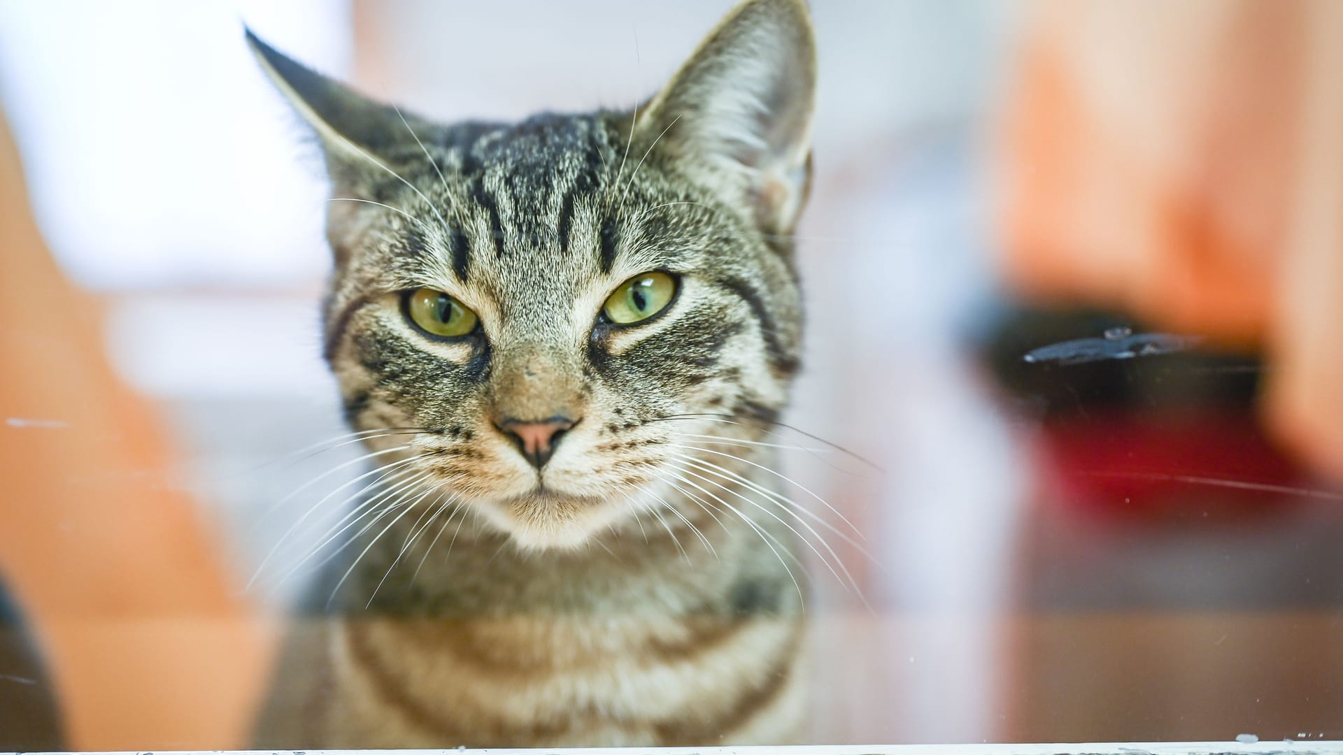 Eine Katze schaut aus seinem Katzenzimmer im Tierheim (Symbolbild): In Köln konnten die Ärzte das Leben einer Fundkatze retten. Eine Katze schaut aus seinem Katzenzimmer im Tierheim (Symbolbild): In Köln konnten die Ärzte das Leben einer Fundkatze retten.