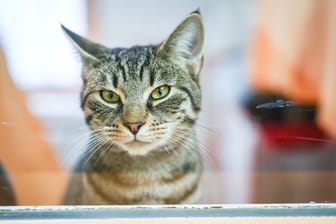 Eine Katze schaut aus seinem Katzenzimmer im Tierheim (Symbolbild): In Köln konnten die Ärzte das Leben einer Fundkatze retten.