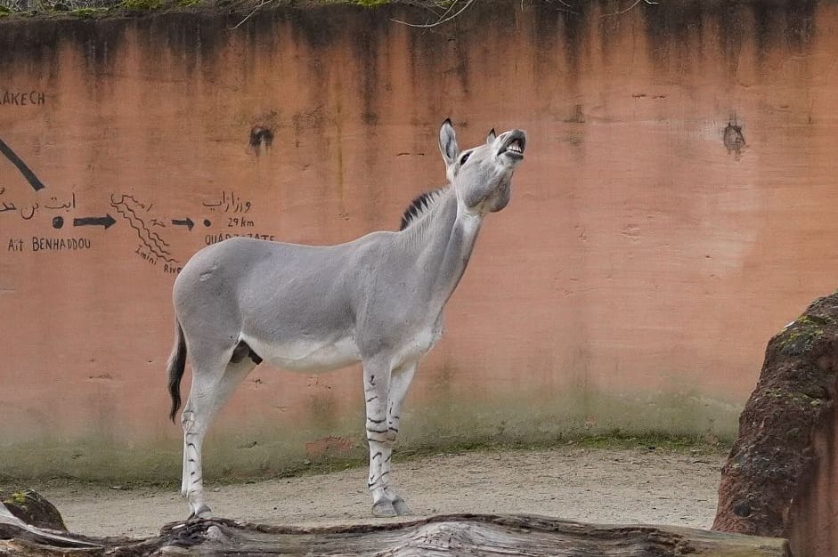 Der Somali-Wildesel-Hengst in seiner neuen Heimat: Die Tierart ist vom Aussterben bedroht.