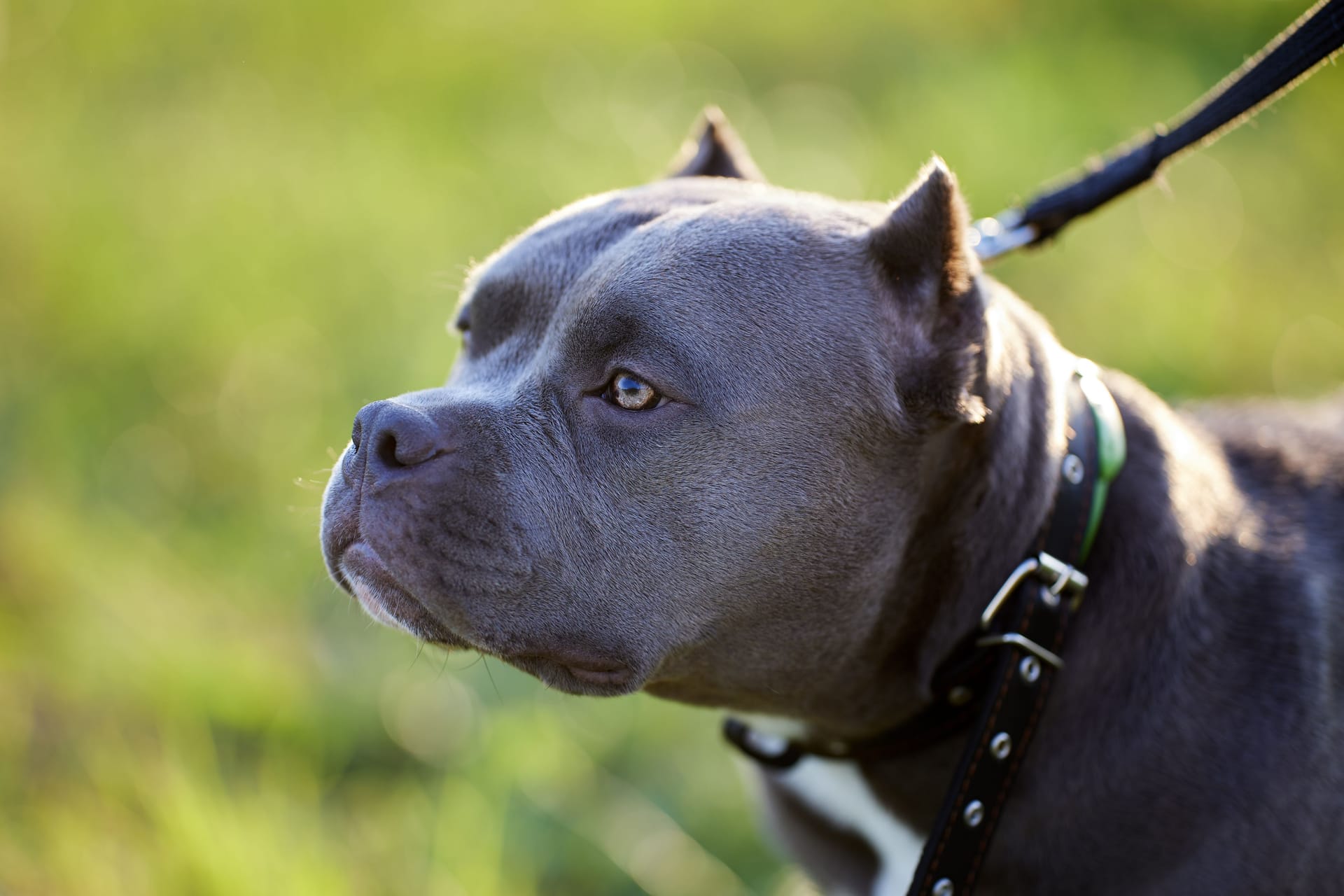 Ein American Bully (Symbolbild): Bei dem Hybridhund handelt es sich per se nicht um einen Listenhund. Manche Behörden stufen ihn aber als Listenhund-Kreuzung ein.