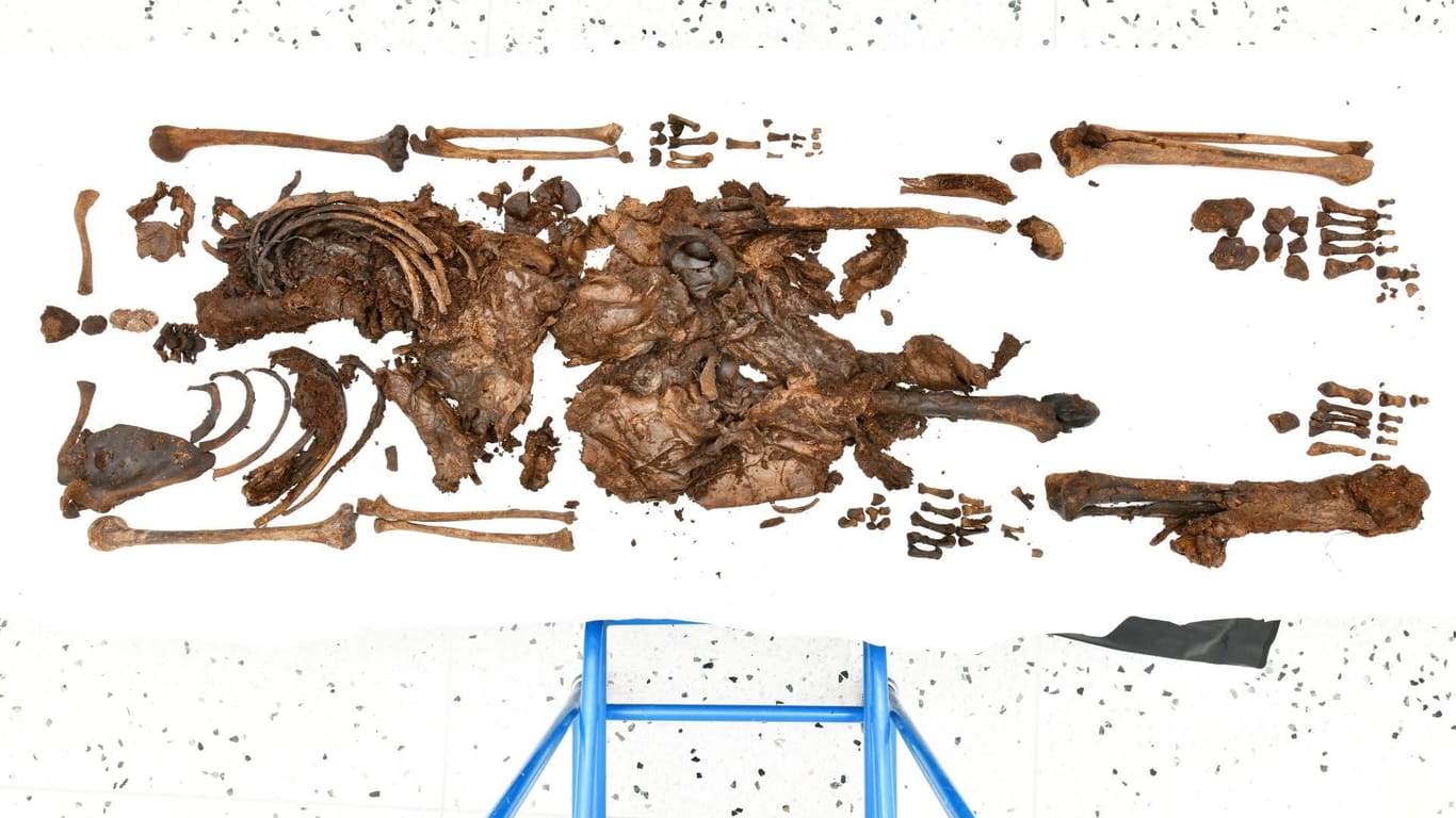 Alle gefundenen Knochen: Der Junge starb vor rund 2.500 Jahren.