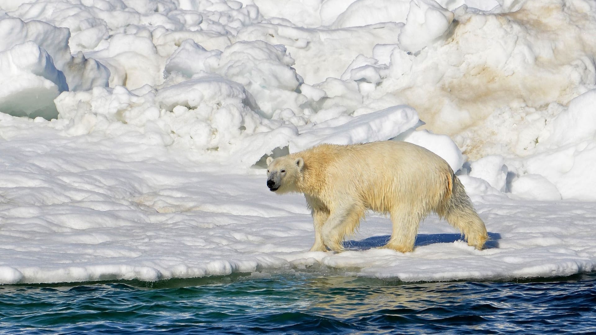 Eisbär in Alaska