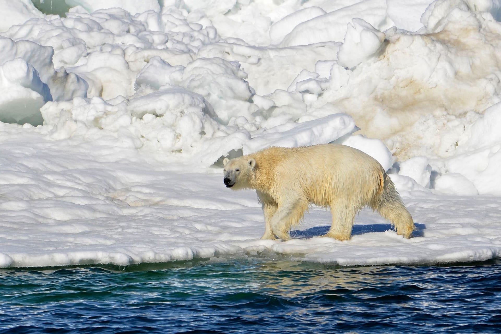 Eisbär in Alaska