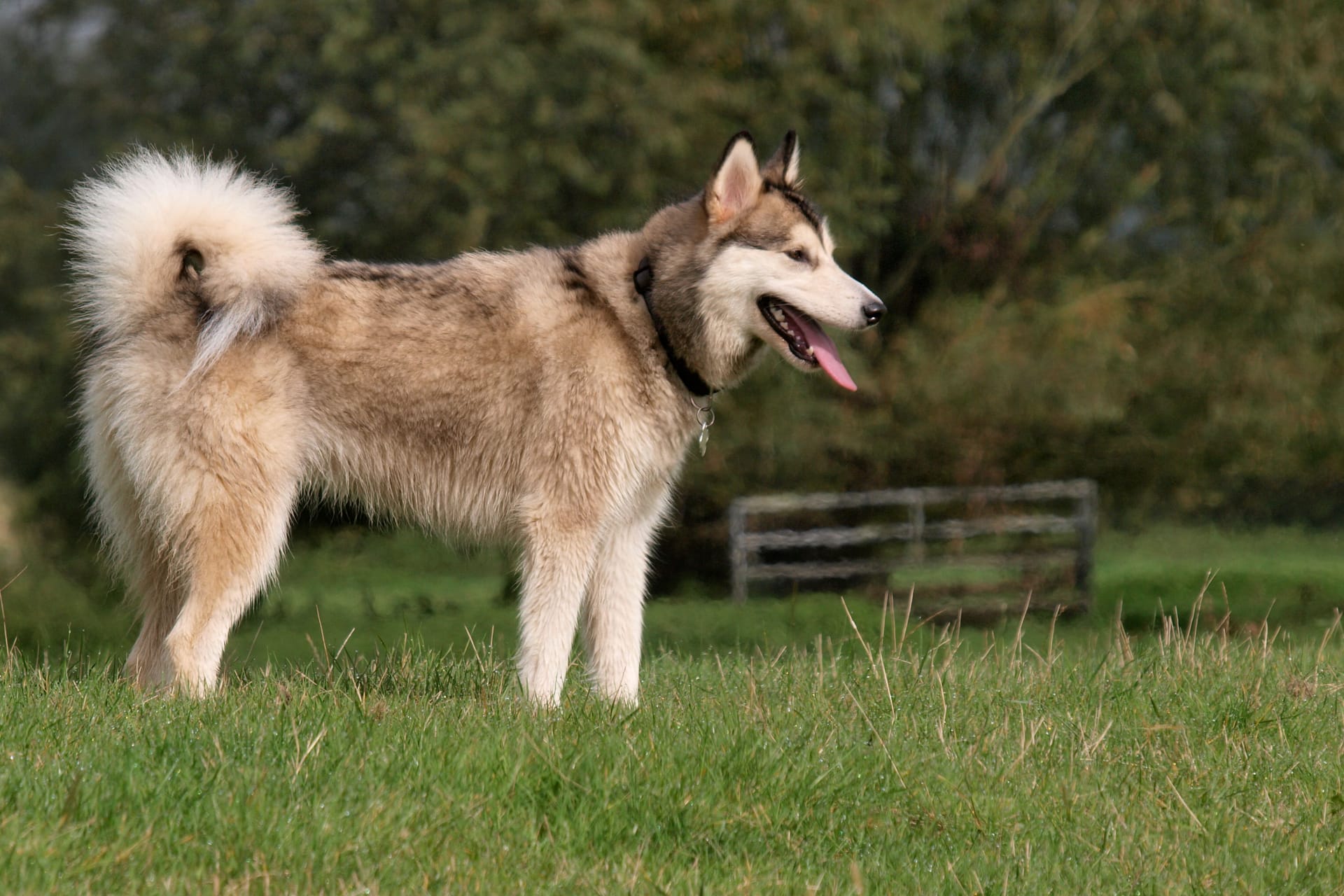 Hund: Das Schwanzwedeln könnte vom Menschen kommen.