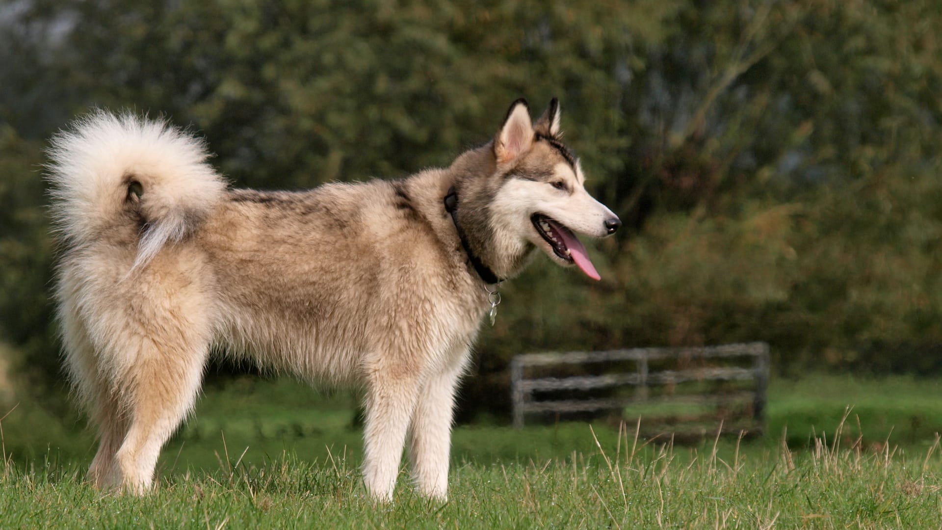 Hund: Das Schwanzwedeln könnte vom Menschen kommen.