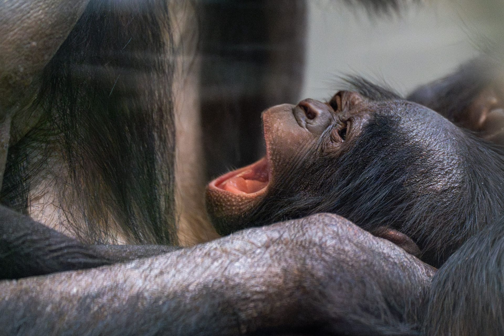 Der Bonobo-Nachwuchs gähnt in den Armen seiner Mutter: Doch wer ist der Vater des Tieres?