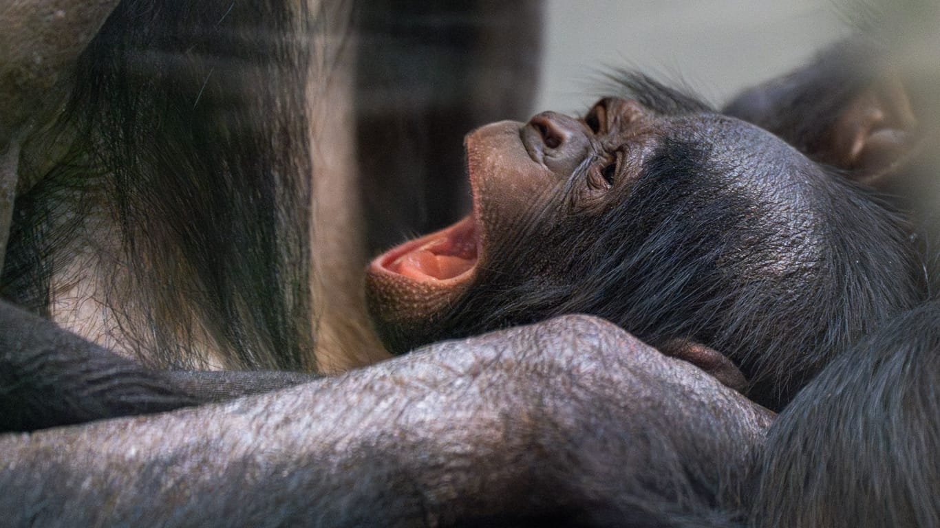 Der Bonobo-Nachwuchs gähnt in den Armen seiner Mutter: Doch wer ist der Vater des Tieres?