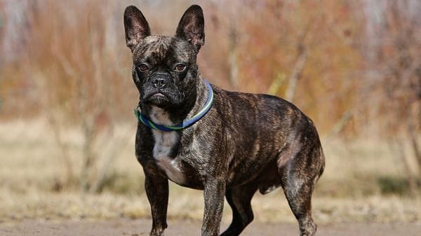Tierheim Berlin: Die Französische Bulldogge Daylight sucht ein Zuhause.