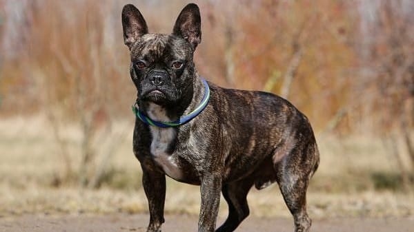 Tierheim Berlin: Die Französische Bulldogge Daylight sucht ein Zuhause.