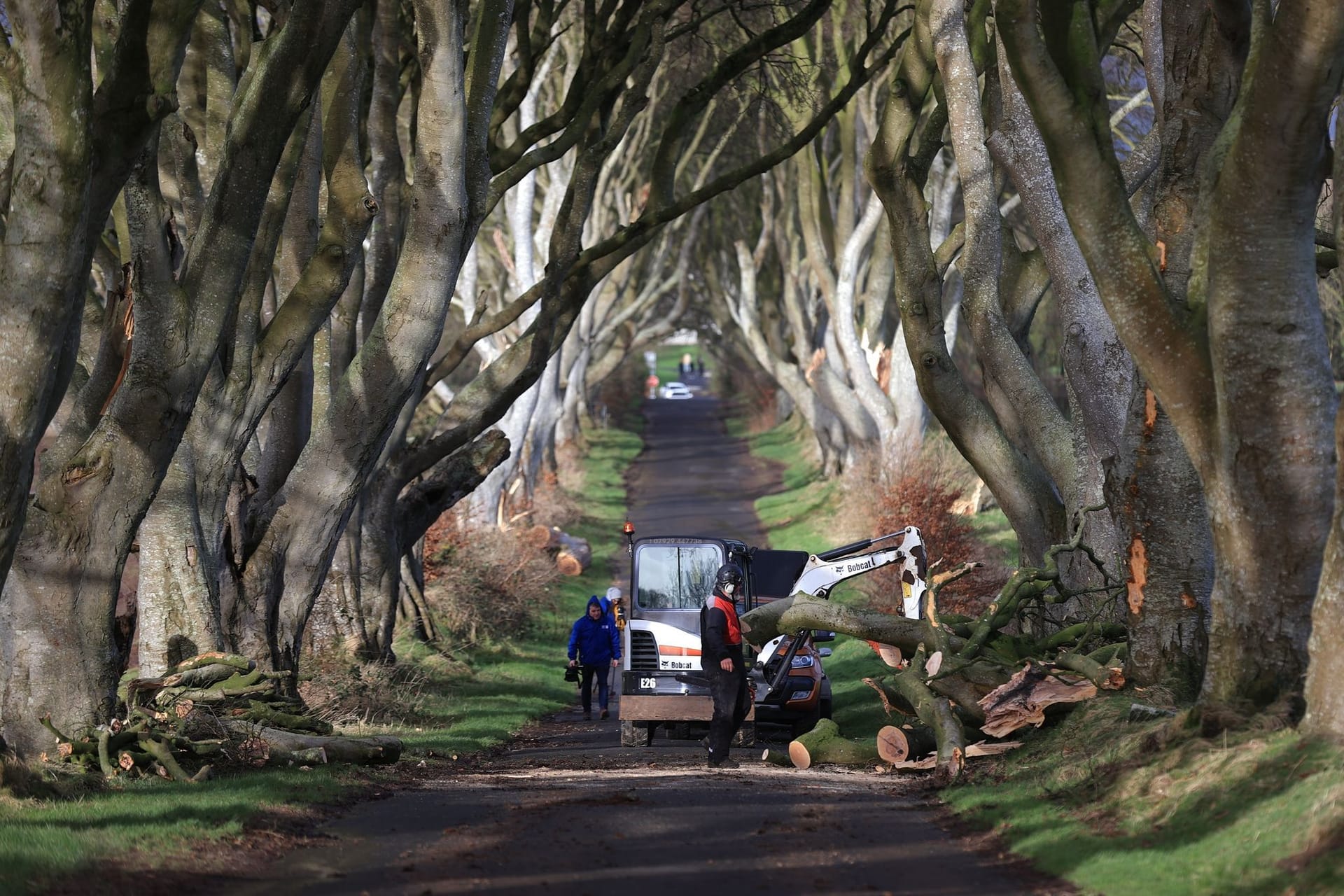 Dark Hedges