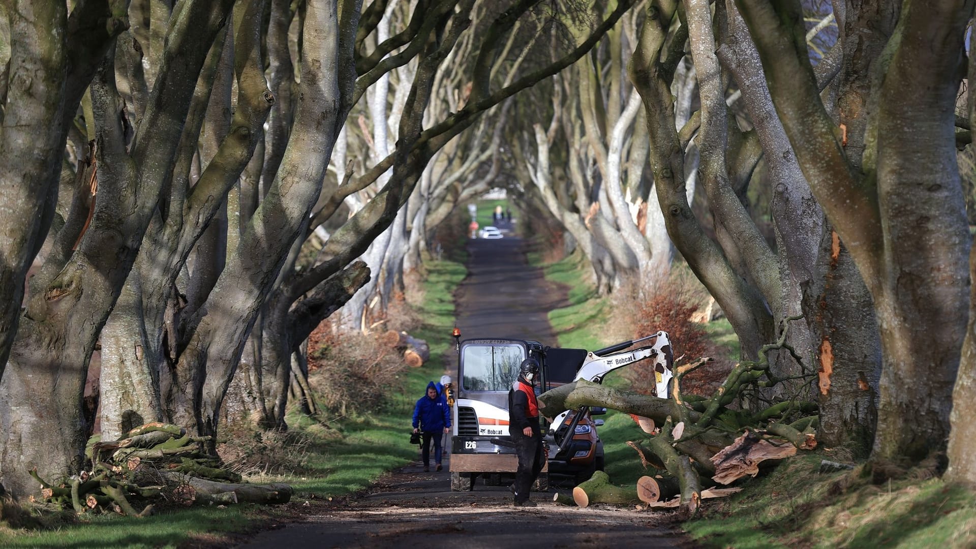 Dark Hedges