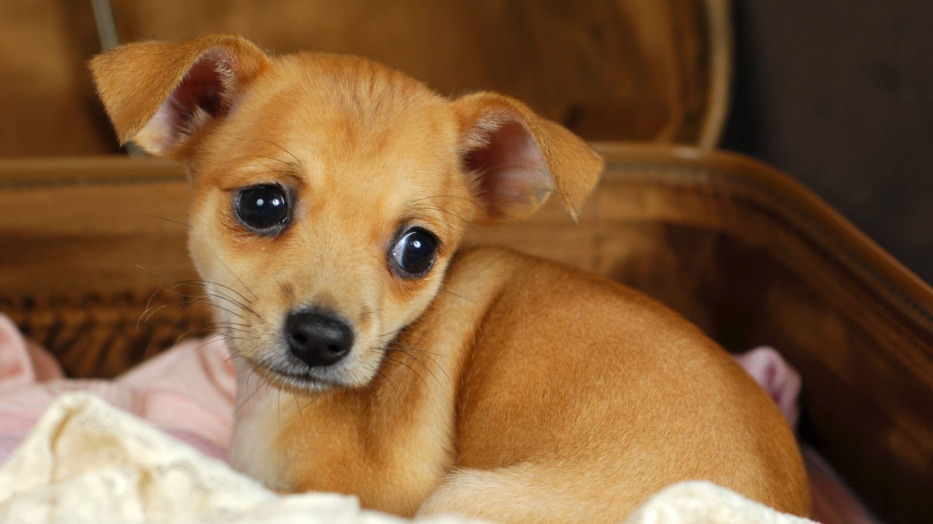 Hundewelpe (Symbolfoto): Die ersten Tage ging es dem Hund gut, dann verschlechterte sich sein Zustand plötzlich.