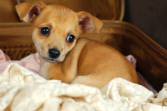 Ein Chihuahua (Archivbild): Ein solcher Hund wurde von einem Tierquäler in Nürnberg brutal misshandelt.