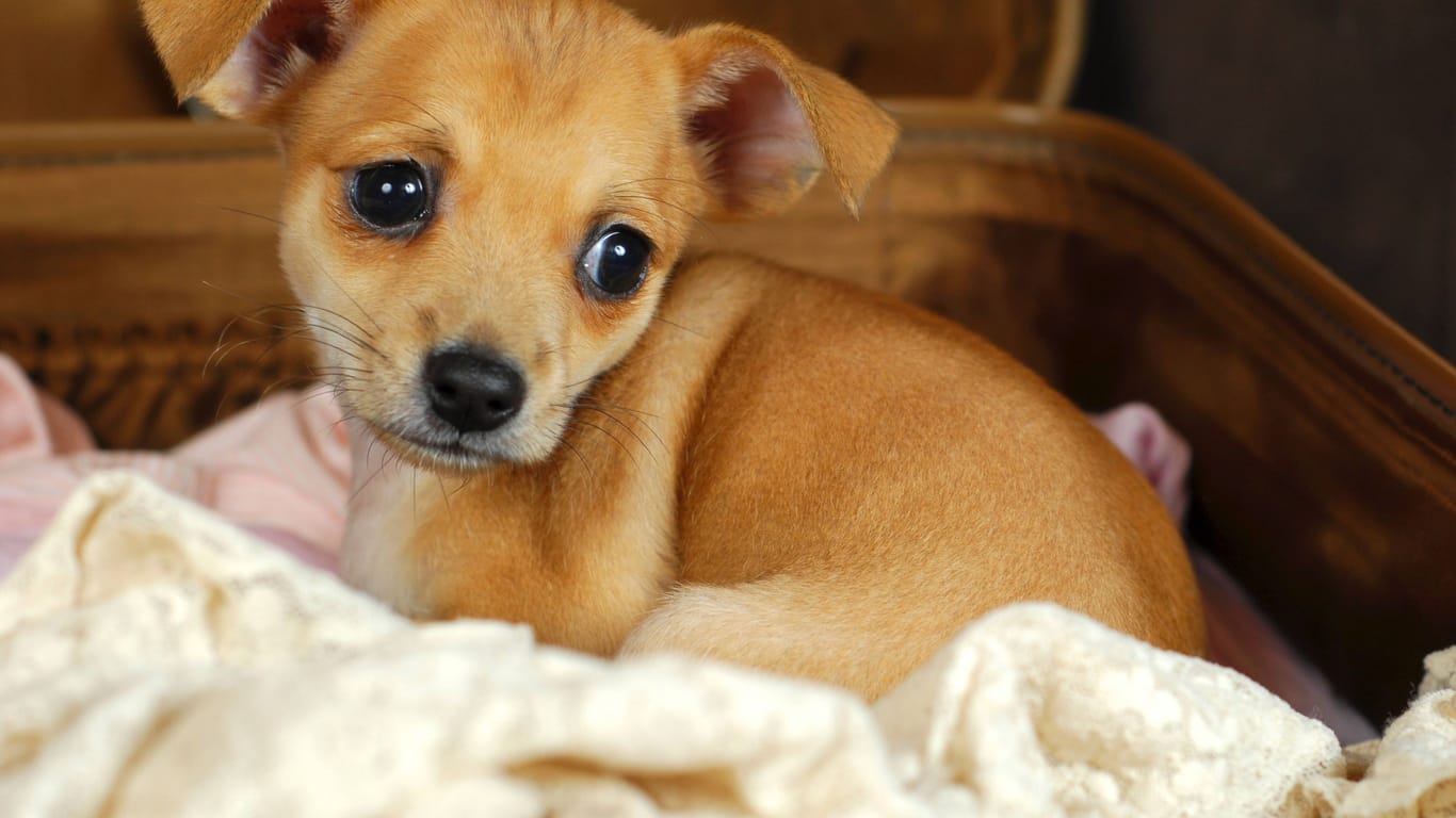 Ein Chihuahua (Archivbild): Ein solcher Hund wurde von einem Tierquäler in Nürnberg brutal misshandelt.