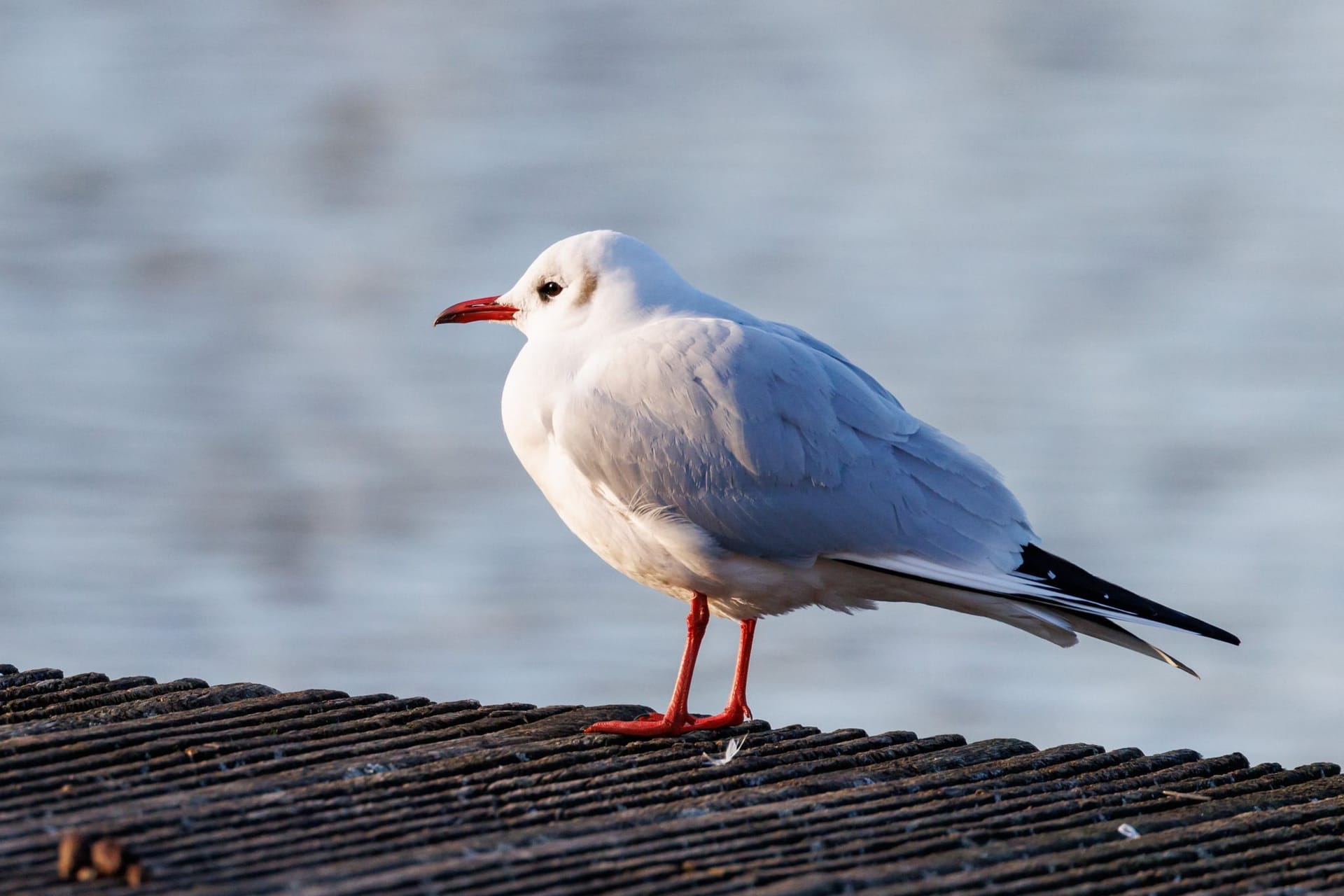 Lachmöwe