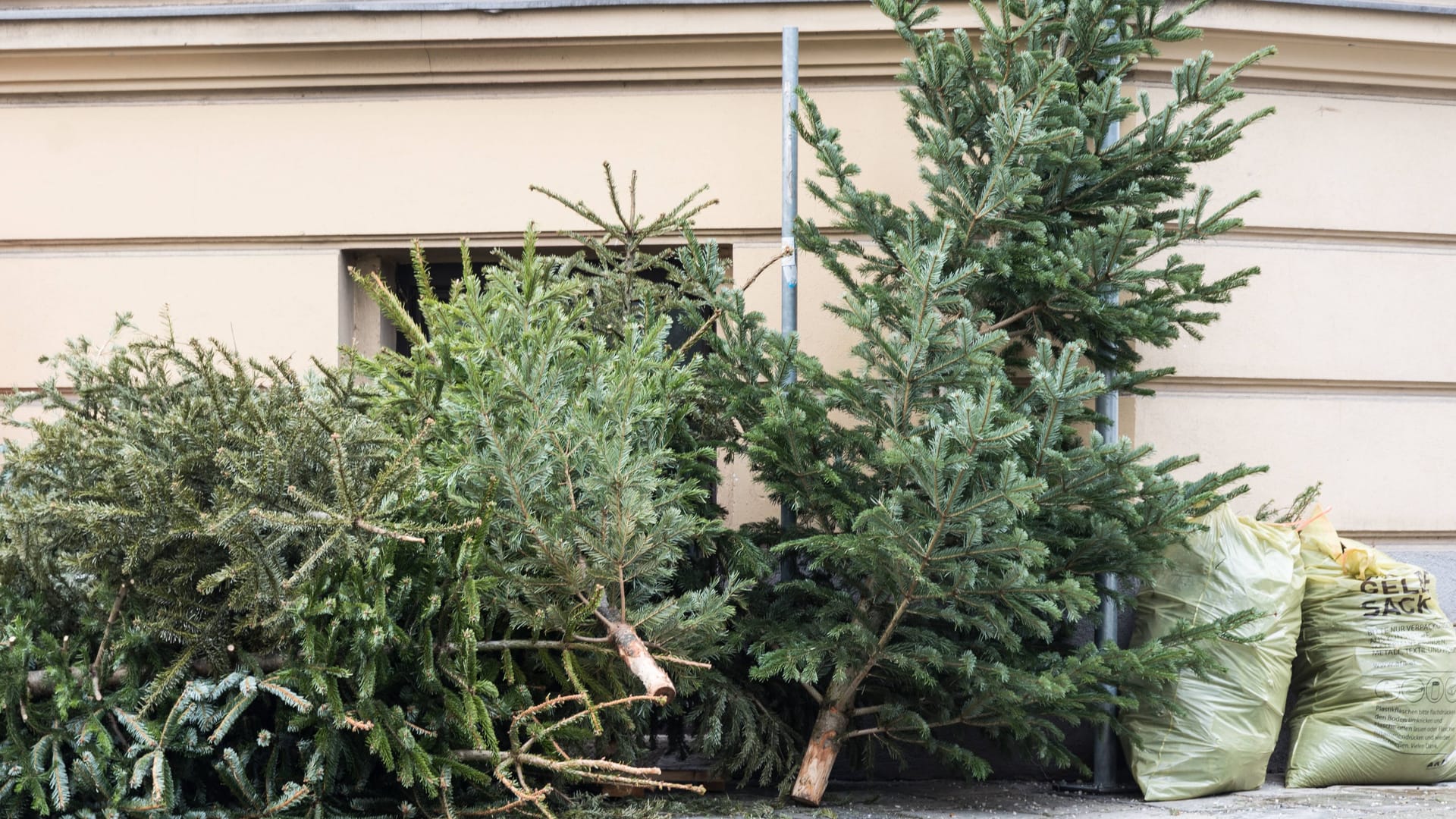 Für Frankfurter gibt es zwei verschiedene Optionen, um ihren Weihnachtsbaum zu entsorgen (Symbolfoto).