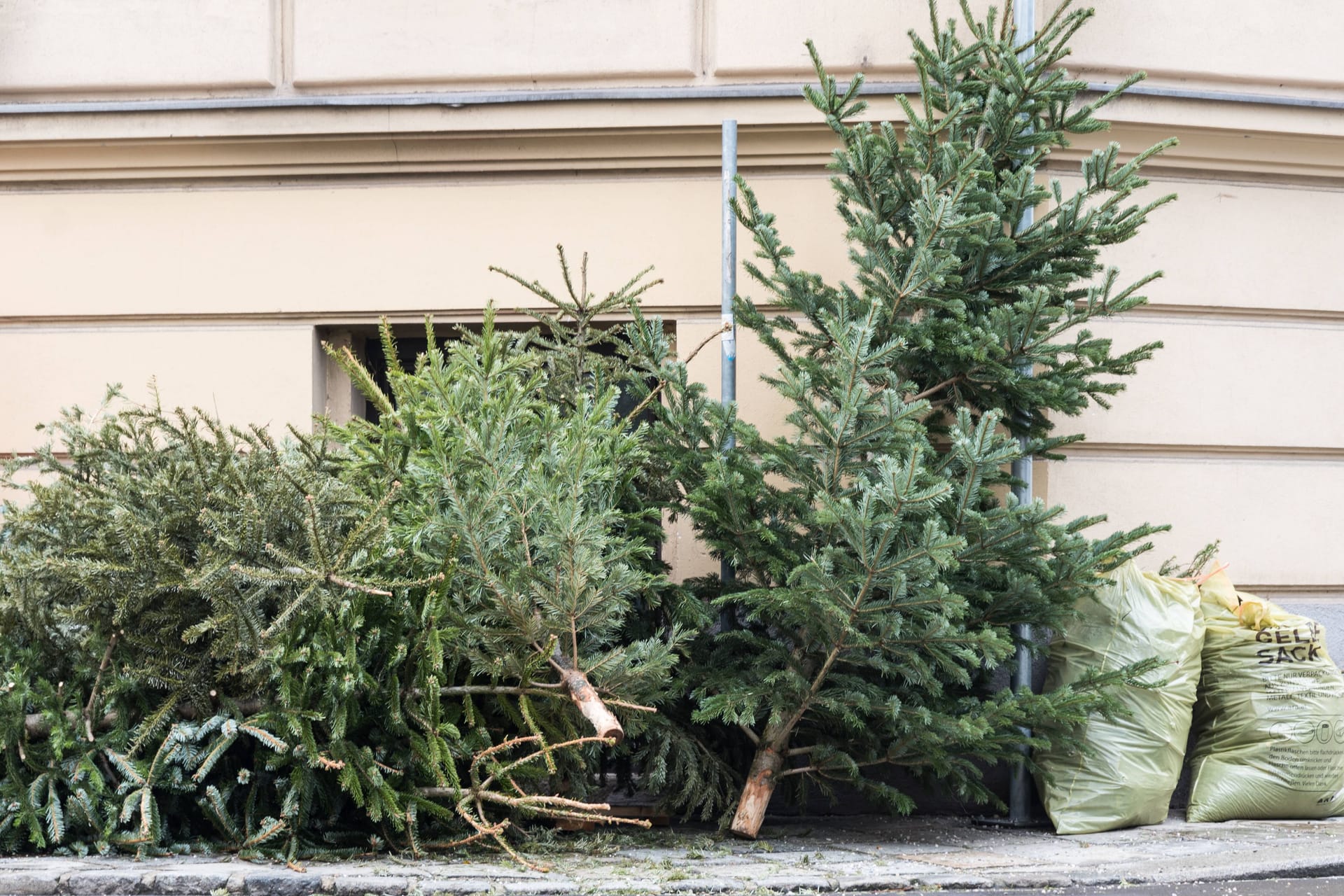 Für Frankfurter gibt es zwei verschiedene Optionen, um ihren Weihnachtsbaum zu entsorgen (Symbolfoto).