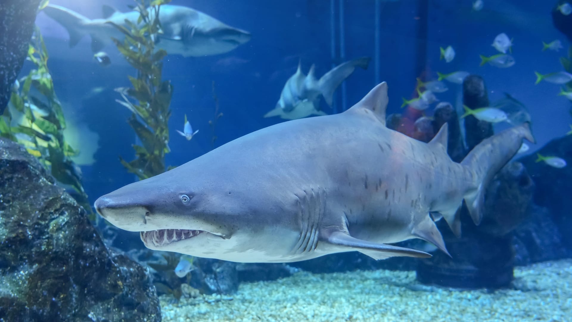 Haie in einer Unterwasserwelt (Archivbild): Auf den Bahamas wurde ein Kind schwer verletzt.