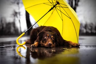 Ein Hund liegt unter einem Regenschirm (Symbolbild): In Berlin und Brandenburg zieht zwar der Frost ab, doch ein Sturm kommt auf.