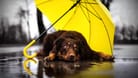 Ein Hund liegt unter einem Regenschirm (Symbolbild): In Berlin und Brandenburg zieht zwar der Frost ab, doch ein Sturm kommt auf.
