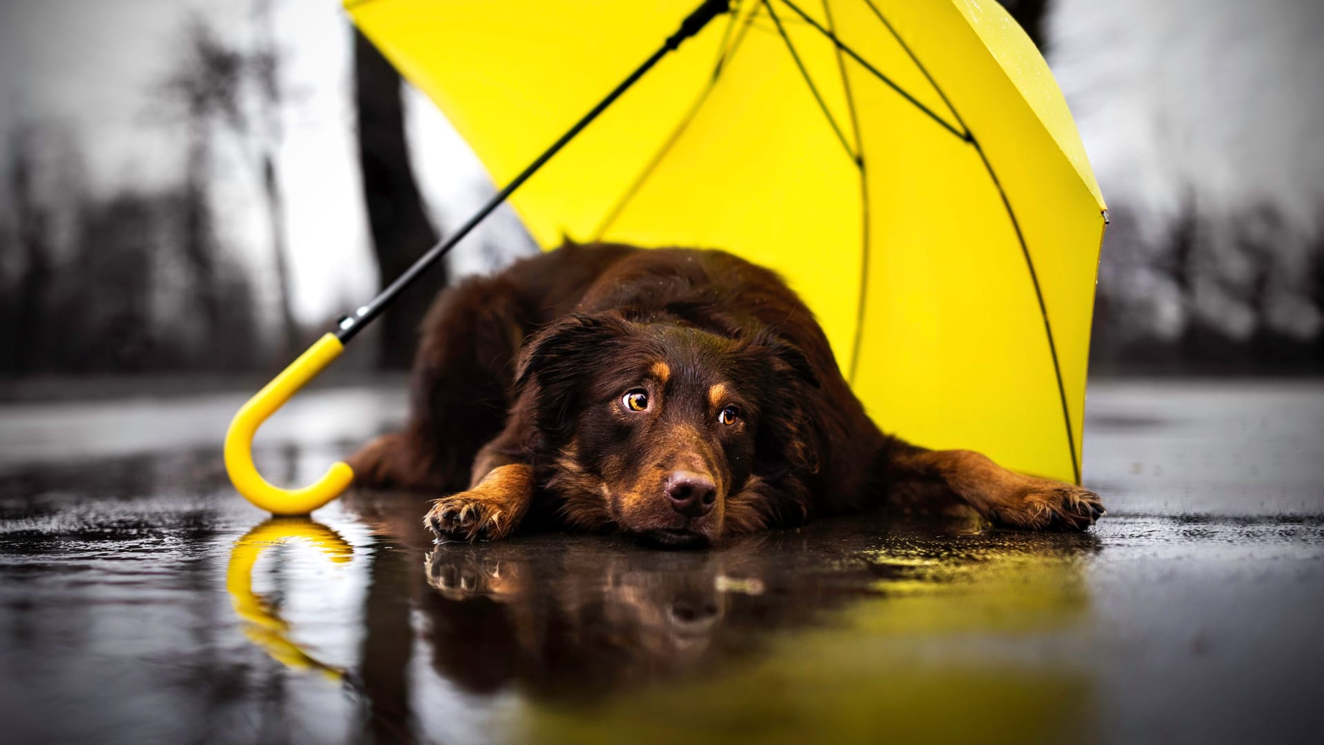 Ein Hund liegt unter einem Regenschirm (Symbolbild): In Berlin und Brandenburg zieht zwar der Frost ab, doch ein Sturm kommt auf.