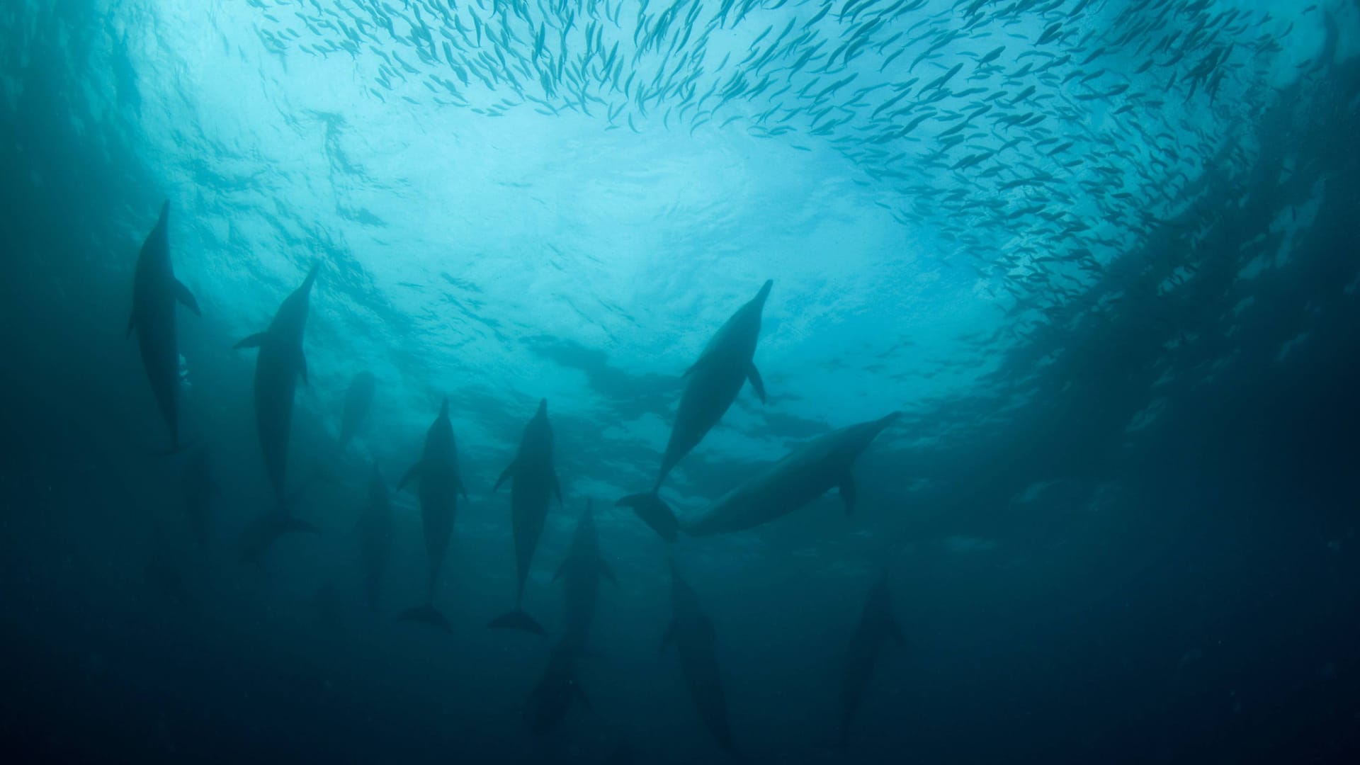 Delphine vor der Küste von Südfrankreich (Archivbild): Um die Tiere zu schützen, wurde der Fischfang an der Atlantikküste vorerst untersagt.