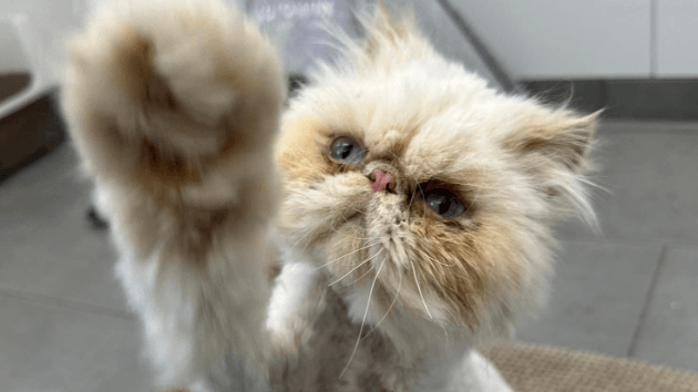 "Pieps" kam mit schweren inneren Verletzungen ins Tierheim. Lange Zeit war unklar, ob der Kater die Tortur überleben wird. "Pieps" kam mit schweren inneren Verletzungen ins Tierheim. Lange Zeit war unklar, ob der Kater die Tortur überleben wird.