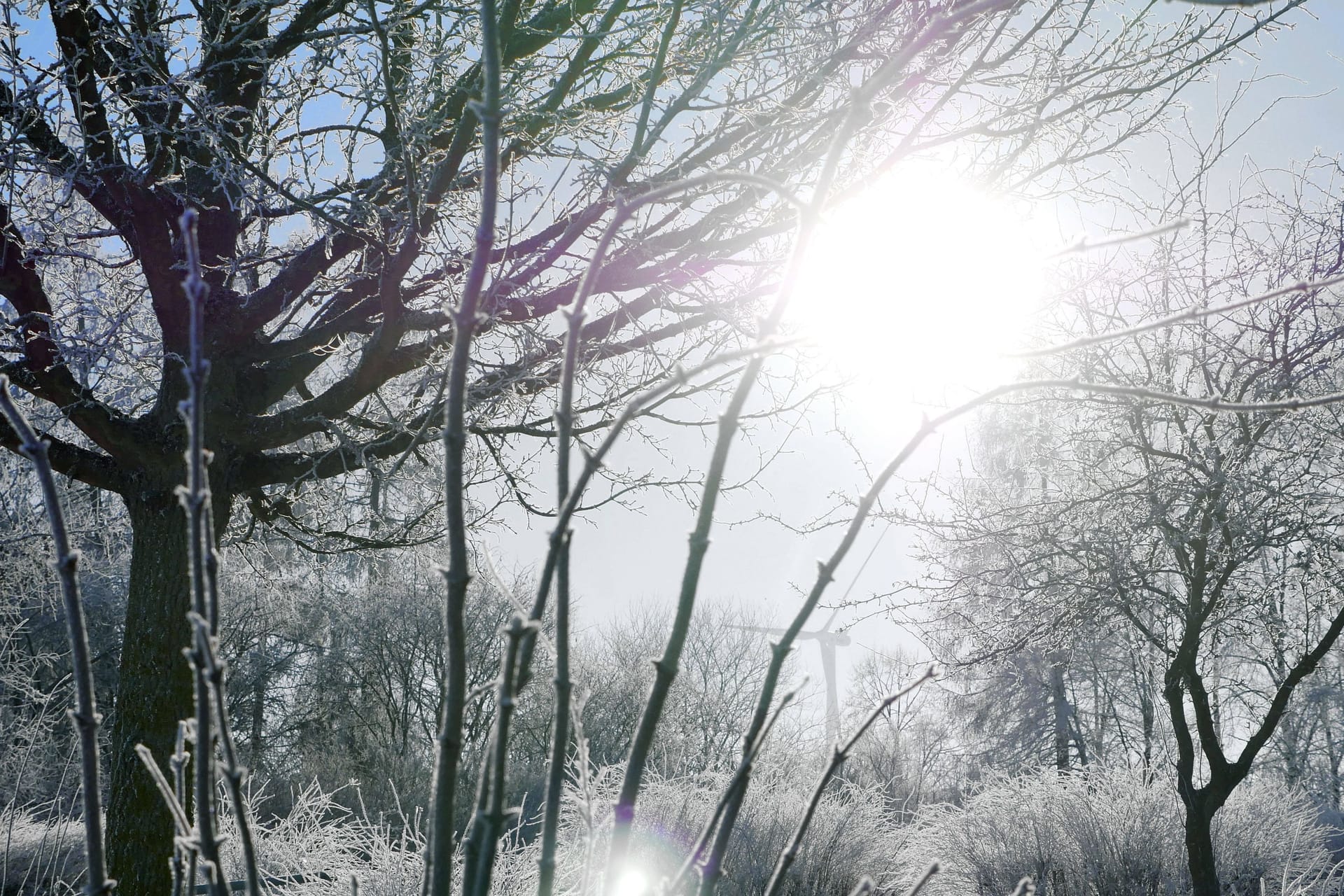 Mit Eis und Schnee überzogene Bäume und Sträucher (Symbolbild): In vielen Regionen Deutschlands liegt Schnee.