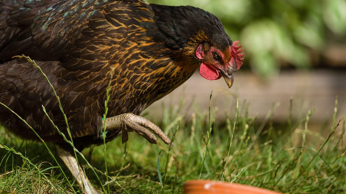 Hühner füttern Was dürfen Sie fressen? Überblick