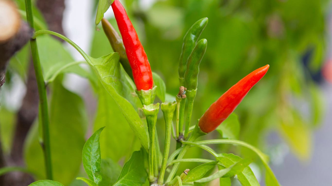 Roter Chili: Die Pflanzen brauchen nach der Anzucht viel Sonne und hohe Temperaturen.