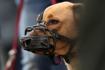 Ein Hund mit Maulkorb (Symbolbild): Ein Hund hat einen Mann im schleswig-holsteinischen Geesthacht mit Bissen lebensgefährlich verletzt.