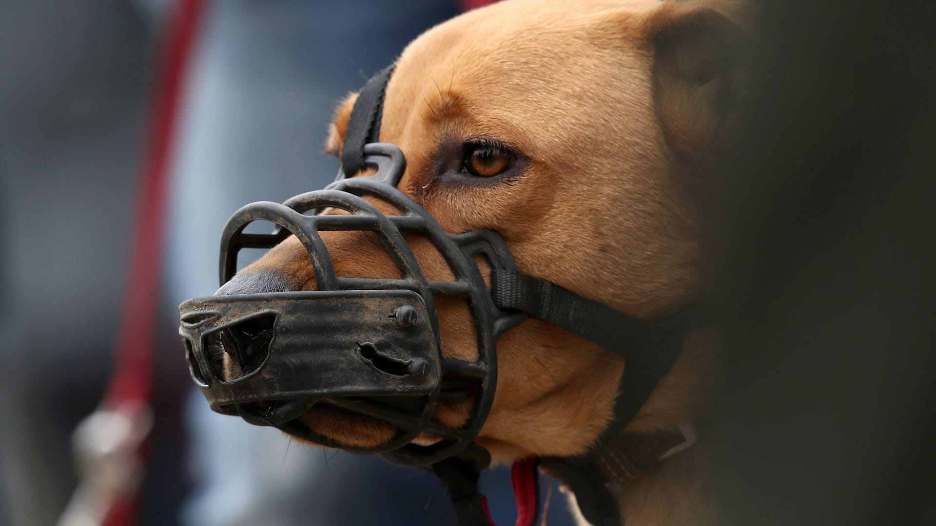 Ein Hund mit Maulkorb (Symbolbild): Ein Hund hat einen Mann im schleswig-holsteinischen Geesthacht mit Bissen lebensgefährlich verletzt.