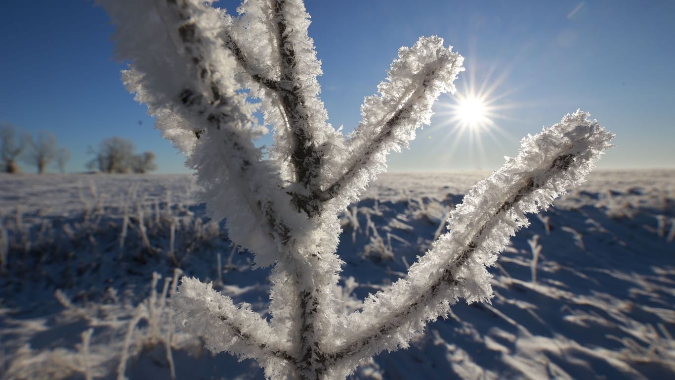 Eiskristalle bilden sich an den Pflanzen einer Wiese im Oberharz: Eisige Polarkälte lässt die Temperaturen fallen.