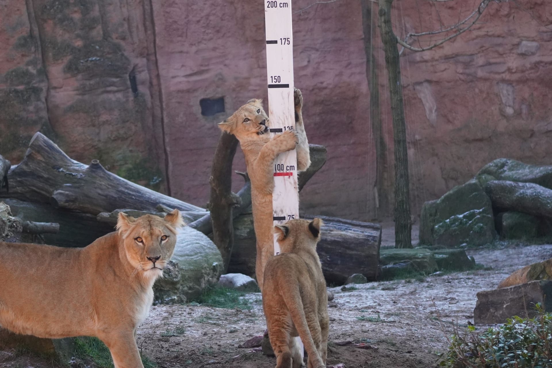 Inventur im Zoo: Die Berberlöwen-Jungtiere wurden mit Hilfe einer duftenden Messlatte gemessen.