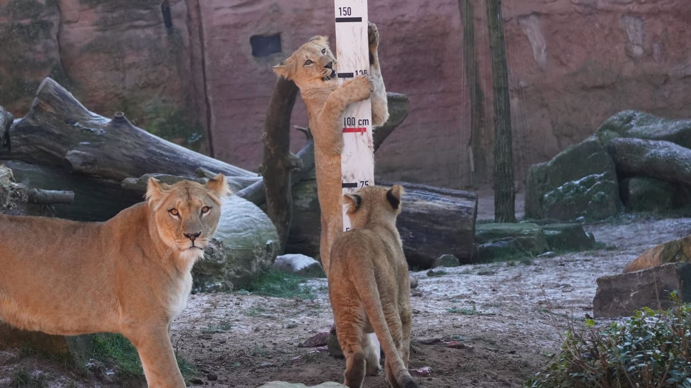 Inventur im Zoo: Die Berberlöwen-Jungtiere wurden mit Hilfe einer duftenden Messlatte gemessen.