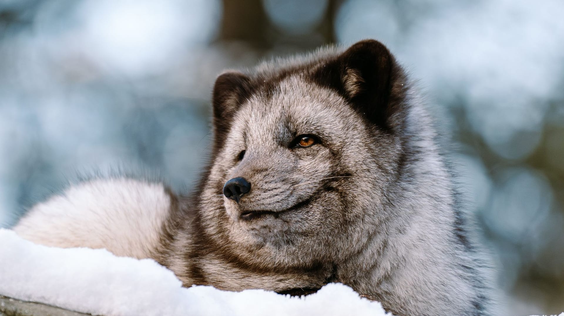 Majestätisch: Die eine Hälfte des Polarfuchs-Pärchens schaut auf ihr neues Gehege. Das Paar verstehe sich prächtig, heißt es. Nachwuchs sei nicht ausgeschlossen.